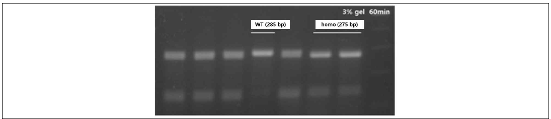 F2 동형 유전자 변이 개체 선별을 위한 PCR 수행 결과