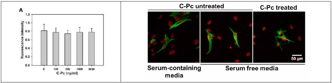 (좌) 농도별 C-Phycocyanin 처리에 따른 astrocytes의 viability 및 (우) C-Phycocyanin 처리에 따른 세포 모양의 변화 관찰