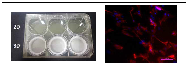 (좌) 3차원 지지체와 고정장치를 포함하는 세포배양 접시와 (우) 해당 접시에서 배양된 후 면역형광염색법으로 관찰된 Hippocampus astrocytes (Blue: Nucleic acid, Red: GFAP)