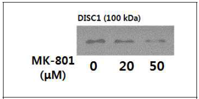 MK-801 처리에 따른 astrocyte의 DISC1 의 발현량 비교