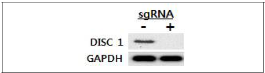 sgRNA 투여 여부에 따른 DISC1 발현차이