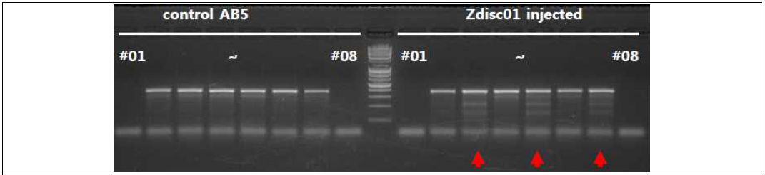 sgRNA+Cas9 injected fish (F0 embryo) 의 T7E1 assay 결과