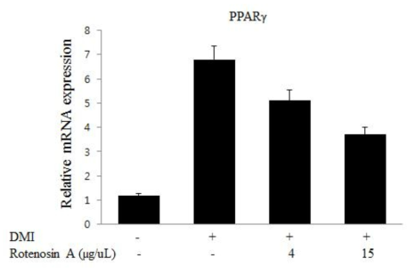 Rotenosin A 처리에 의한 지방세포 특이적 유전자 PPARr mRNA의 발현 감소