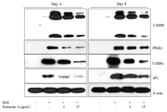 Rotenosin A에 의한 지방세포 특이적 유전자 protein의 발현 감소