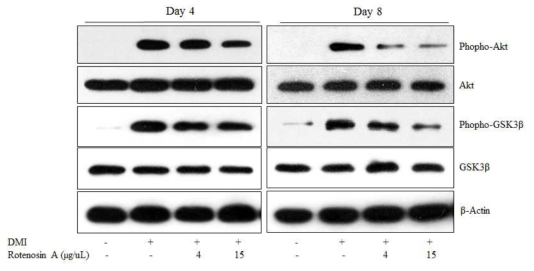 Rotenosin A에 처리에 의한 지방세포 Akt 인산화 변화