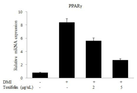 Toxifolin 처리에 의한 지방세포 특이적 유전자 PPARr mRNA의 발현 감소