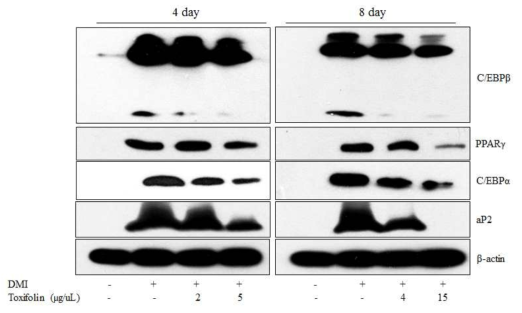 Toxifolin 처리에 의한 C/EBPβ, C/EBPɑ 및 PPARγ protein의 발현 감소