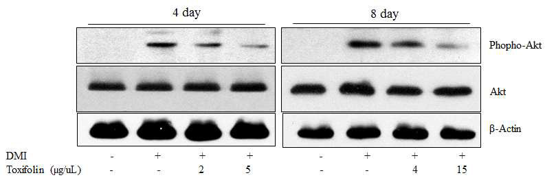 Toxifolin 처리에 의한 인산화된 Akt 발현 변화