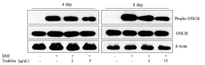 Toxifolin 처리에 의한 인산화된 GSK3b 발현 변화