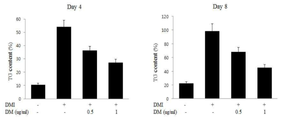 DM에 의한 3T3-L1 지방 세포내 Triglyceride의 축척 감소