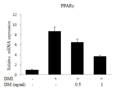 지방세포에서 PPARgamma 발현