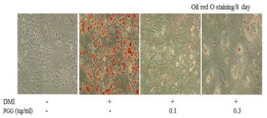 PGG에 의한 3T3-L1 지방세포에서 지방과립의 세포내 축척 억제
