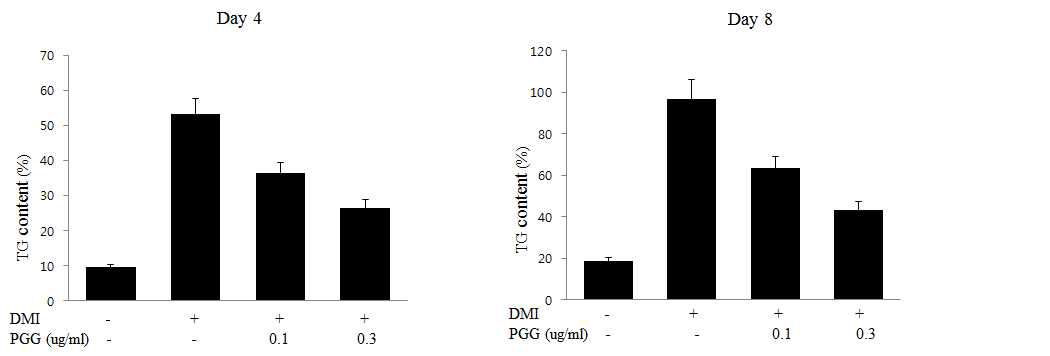 PGG에 의한 지방 세포내 triglyceride의 축척 감소