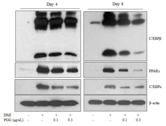 PGG 처리에 의한 C/EBPβ, C/EBPɑ 및 PPARγ protein의 발현 감소