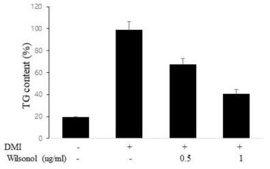 Wilsonol에 의한 3T3-L1 지방 세포내 Triglyceride의 축척 감소