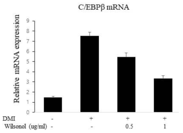 지방세포에서 C/EBPβ mRNA 발현