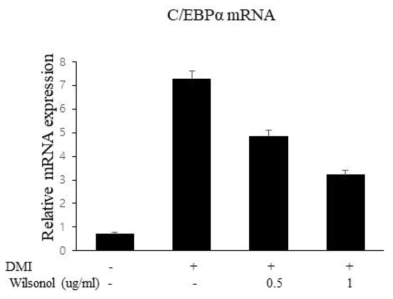 지방세포에서 C/EBPα mRNA 발현