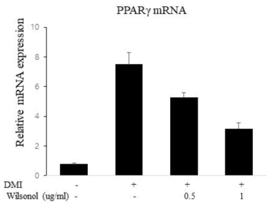 Wilsonol 처리에 의한 지방세포 특이적 유전자 PPARγ mRNA의 발현 감소