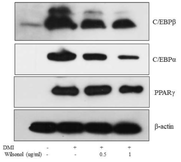 Wilsonol에 의한 지방세포 특이적 유전자 protein의 발현 감소