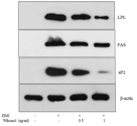 Wilsonol에 의한 지방신생 및 지질생성 유전자의 단백질 발현 감소