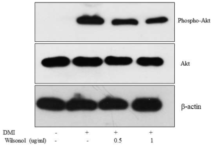 Wilsonol에 처리에 의한 지방세포 Akt 인산화 변화