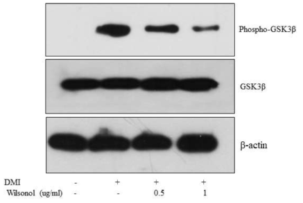 Wilsonol에 처리에 의한 지방세포 GSK3β 인산화 변화