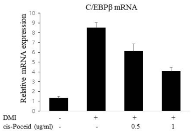 지방세포에서 C/EBPbeta mRNA 발현