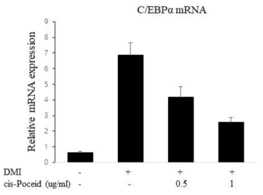 지방세포에서 C/EBPalpha mRNA 발현