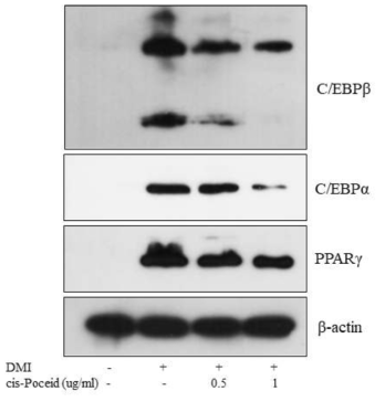 cis-Poceid에 의한 지방세포 특이적 유전자 protein의 발현 감소