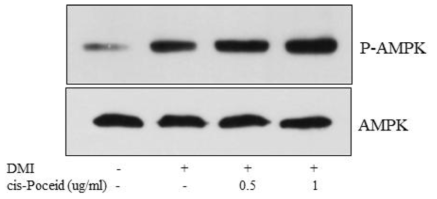 cis-Poceid에 처리에 의한 지방세포 Akt 인산화 변화