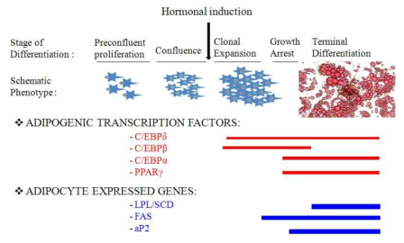 지방세포의 분화에 동반한 유전자 발현 패턴