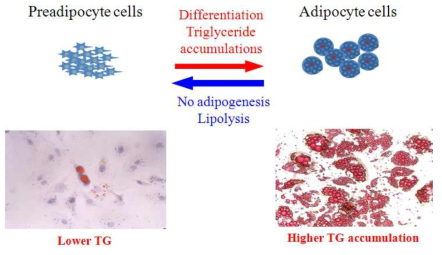 지방세포의 분화 억제 및 중성지방 축적 감소