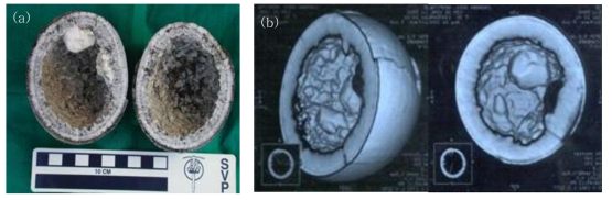 보성에서 산출된 공룡알 연구자료. (a) 속이 빈 공룡알 화석; (b) 공룡알 CT 데이터