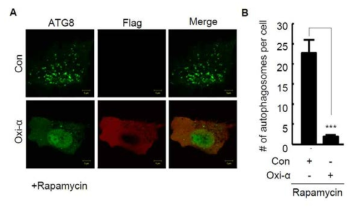 Oxi-alpha에 의한 autophagosome 생성 억제