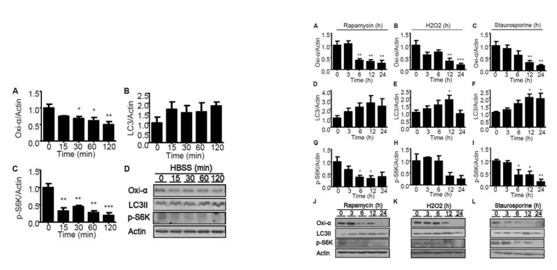 Autophagy inducers 처리로 오토파지가 유도되면 Oxi-alpha 발현 감소, 그리고 LC3-II 발현 증가 및 p-S6K 발현 감소 동반. (Left) HBSS 처리로 Oxi-alpha 발현 감소, 그리고 p-S6K 발현 감소. (Right) H₂O₂, rapamycin and staurosporin 처리로 Oxi-alpha 발현 및 p-S6K 발현 감소