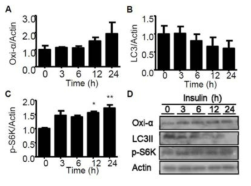 Anti-autophagic agent, insulin처리로 Oxi-alpha 마커 증가 및 autophagy 저해 확인