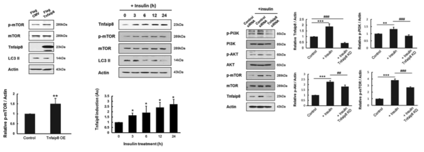 insulin 에 의한 Oxi-alpha의 temporal induction