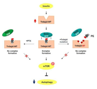 Insulin의 anti-autophagy action 의 작용 기전 the ternary complex Oxi-alpha-PE-Galphai3 구성은 insulin의 anti-autophagy 기능에 필수적임