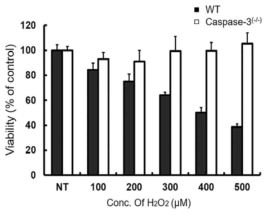 산화스트레스로부터 Caspase-3 deficient 도파민신경 세포의 생존율이 크게 증가됨