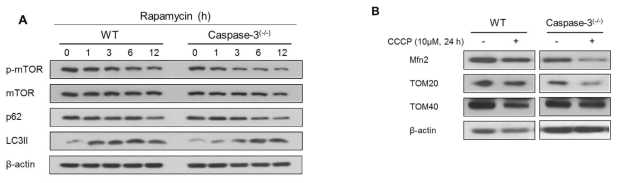 Caspase-3 deficient 도파민신경의 정상적 오토파지 (A) 및 mitophagy (B) 유도