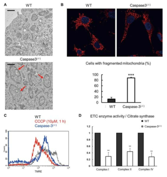 Caspase-3 deficient 도파민신경세포에서 mitochondrial impairment가 관찰됨