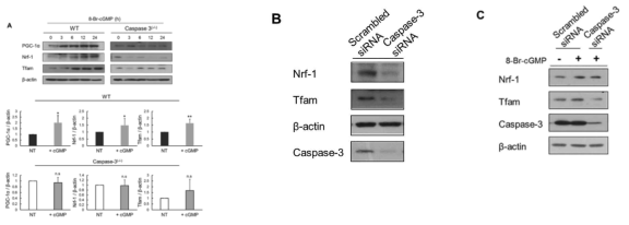 Procaspase-3 의 새로운 기능은 mitochondrial biogenesis regulator의 발현 조절 기능임