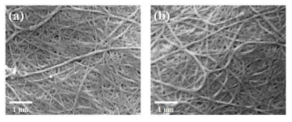 순수 글리세롤과 폐글리세롤로부터 생산된 박테리아셀룰로오스의 SEM 이미지 (a) pure glycerol; (b) crude glycerol