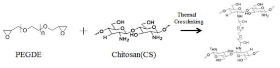 Thermal crosslinking between PEGDE-chitosan(PEGDE-CS)