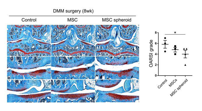 골관절염 모델에서 중 간엽세포 스패로이드의 효과. 12주령 수컷생쥐에 수술적골관 절염을 유도하고 MSC 및 MSC spheroid를 주사함. MSC는 대조군에 비해 유의한 골관 절염 억제효과를 보이지 못하였으나, MSC spheroid는 유의한 골관절염 보호효과를 보임
