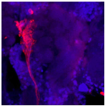 구기 후각 수용체 뉴런의 Antennal lobes glomuli 로의 Arborization 패턴