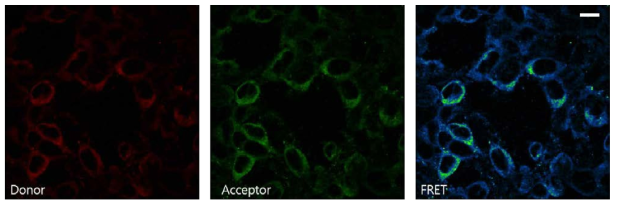 Nan-Iav heterodimer 구조를 확인하는 FRET assay