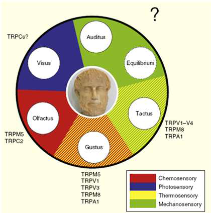 아리스토텔레스의 오감+육감(평형감각)에서 보이는 TRP채널의 감각수용 범위