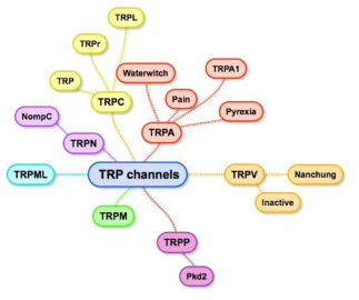 모기에 진화적으로 보존되어 있는 TRP channels의 종류