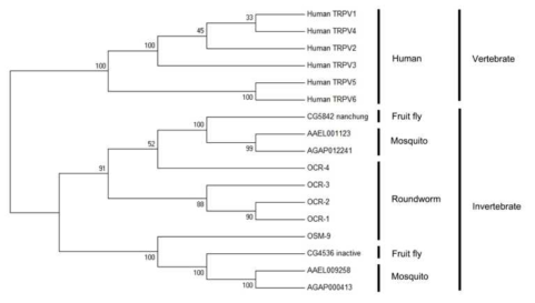 이집트 숲모기의 TRPV 채널에 대한 homology tree분석